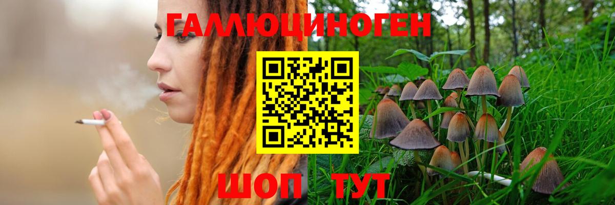 Псилоцибиновые грибы GOLDEN TEACHER Сокол